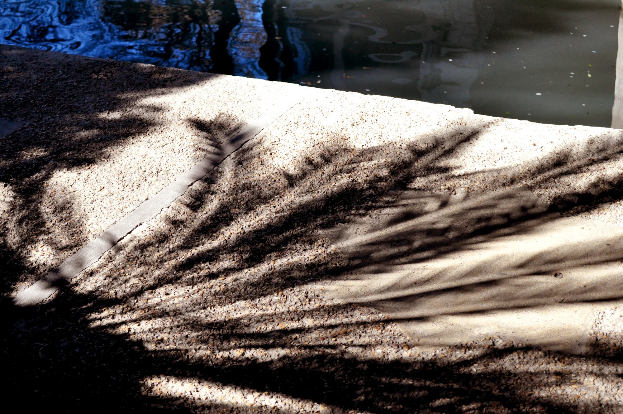 It wasn't very warm today, but it was really sunny, which made for amazing shadows along the most jungle-y stretches!