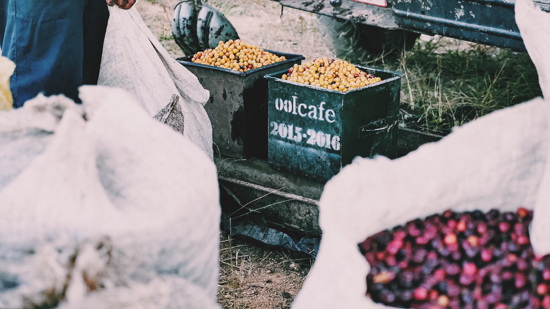 Two cajuelas. A cajuela is a standard unit of measurement for coffee cherries. A picker gets paid around $2.00 per cajuela. 