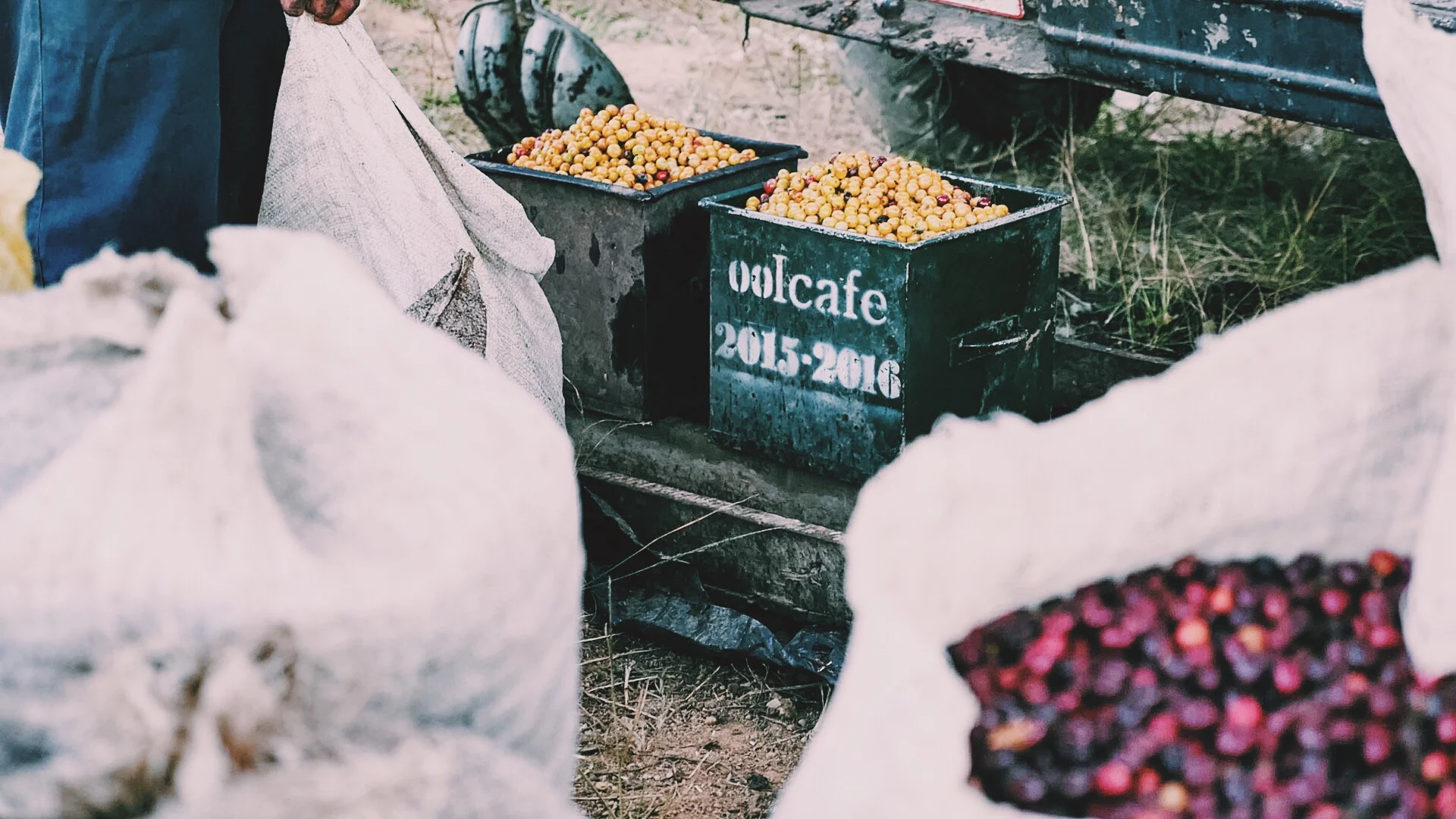 A Glimpse into Coffee Cherry Picking, Costa Rica