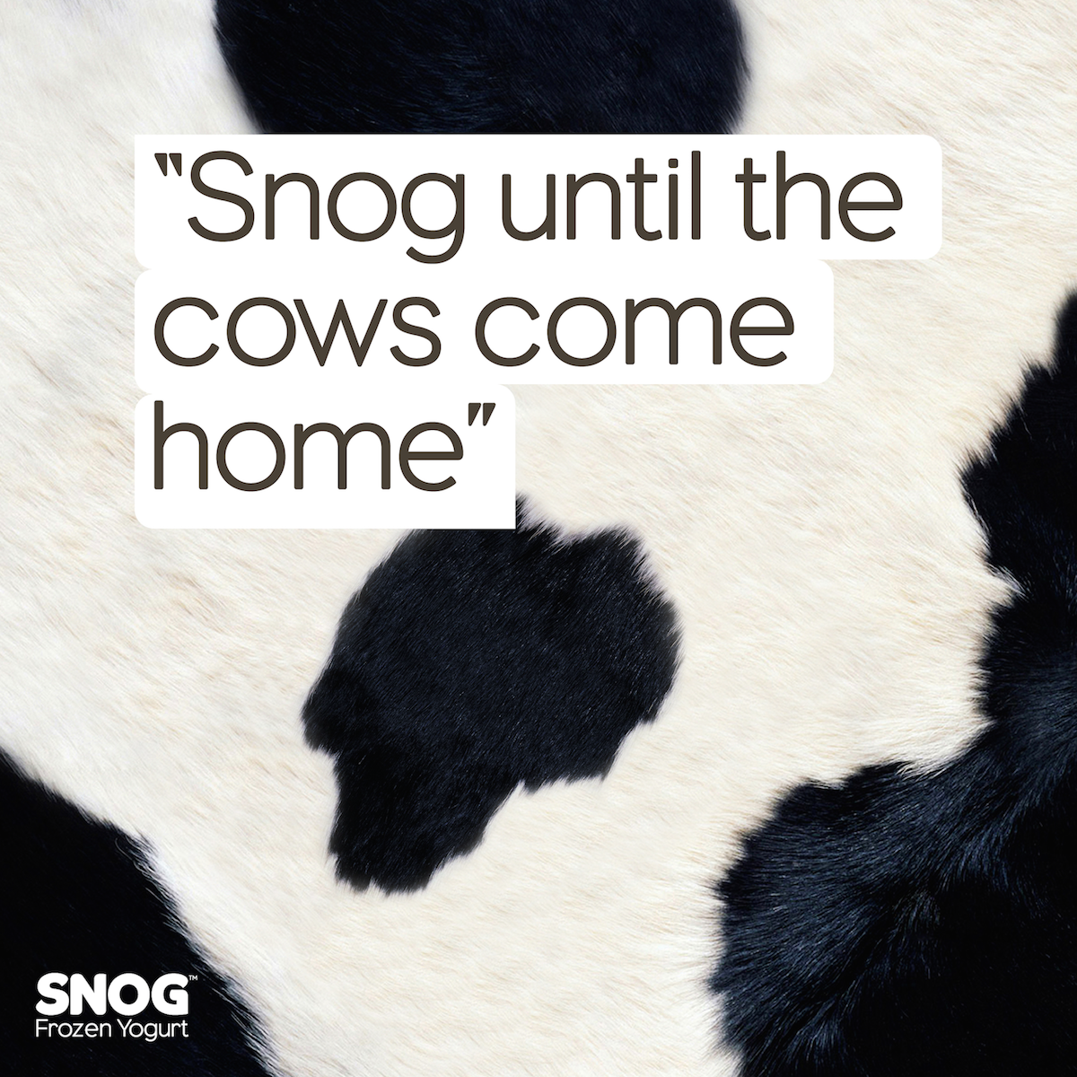 cows come home-01.png