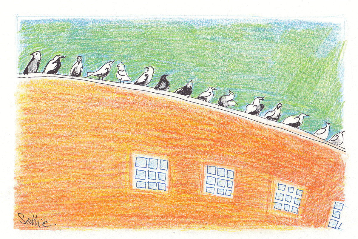 Birdfest