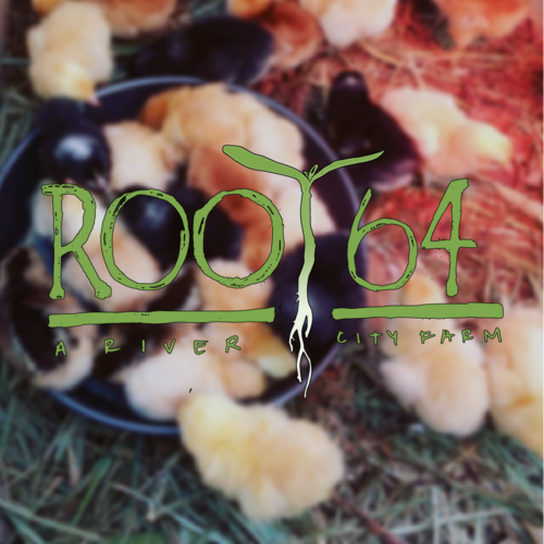 Root 64 – Logo Design