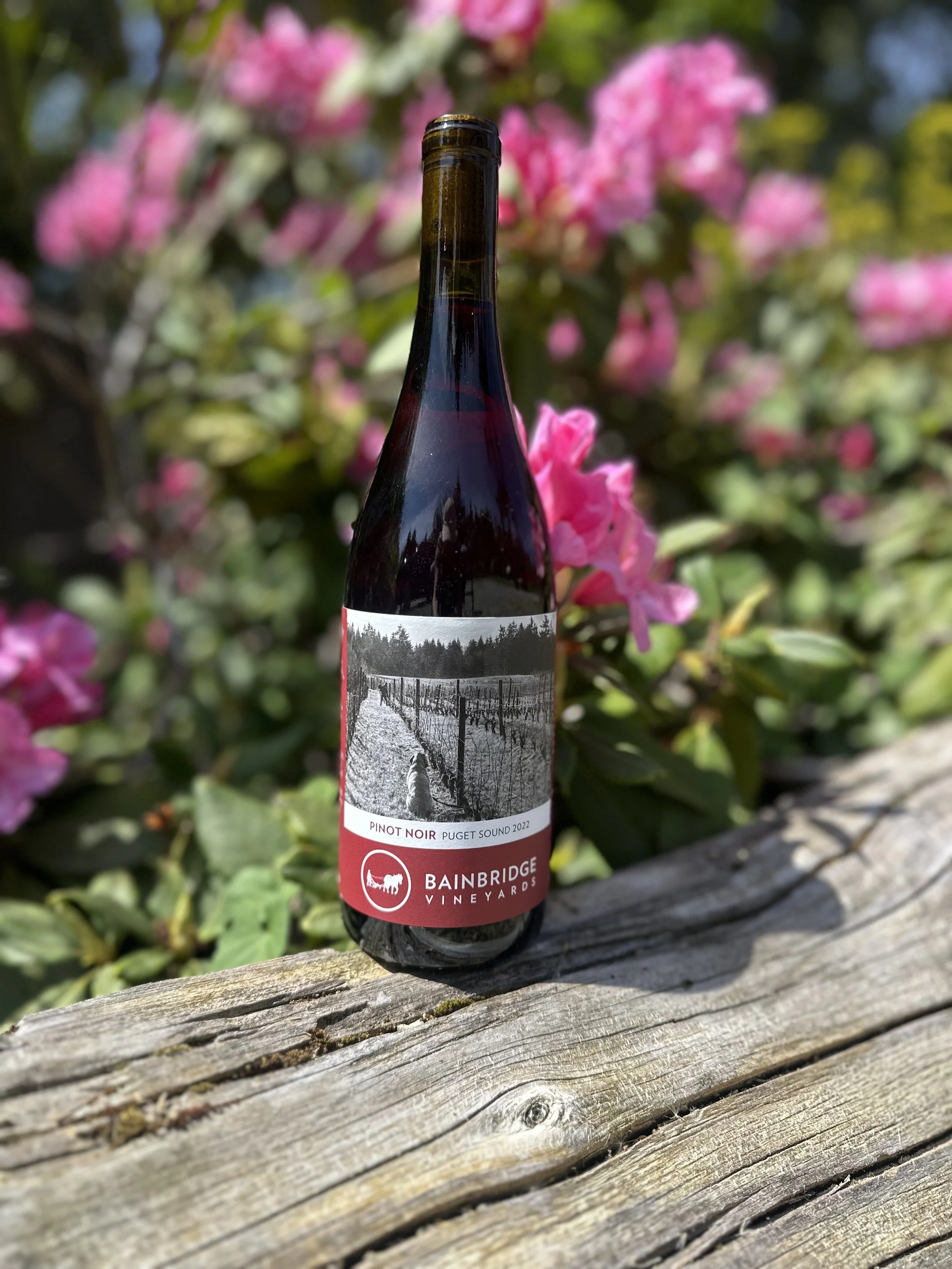 Pinot Noir 2022