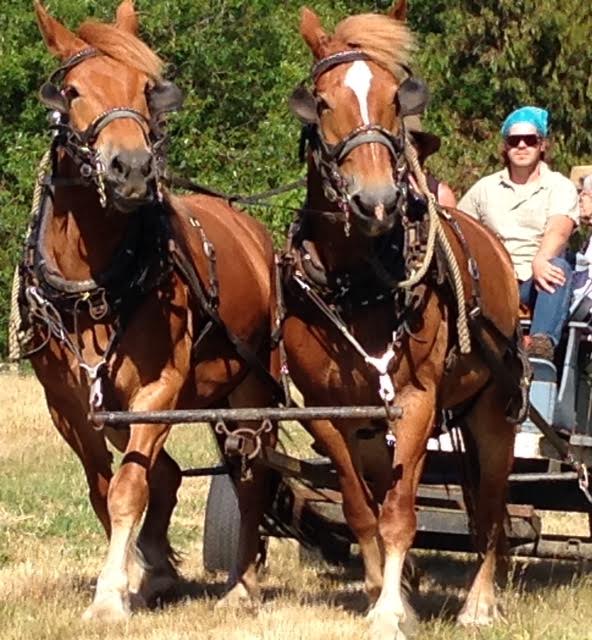Abby and Red, perfectly in step. Photo courtesy of Ellen Miyasato.