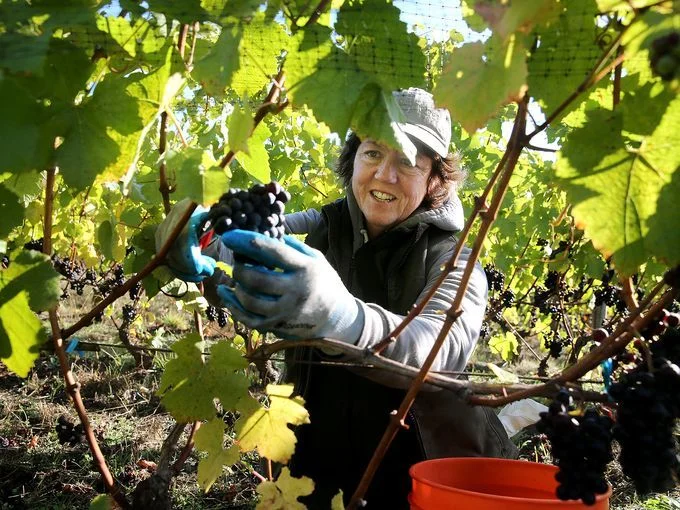 636432339344537011-Wine-harvest.jpg