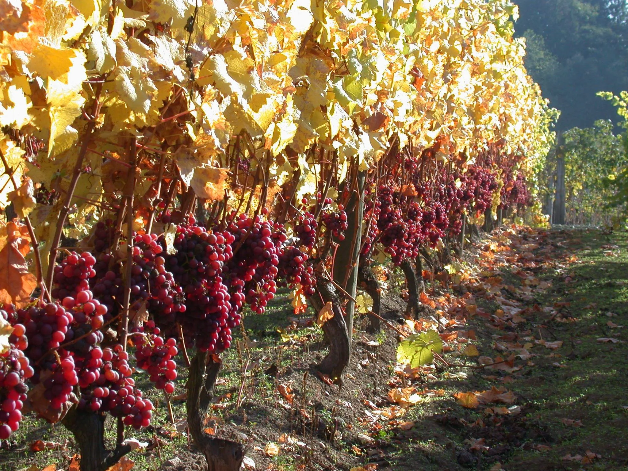 Gerard Fav grape pic.jpeg