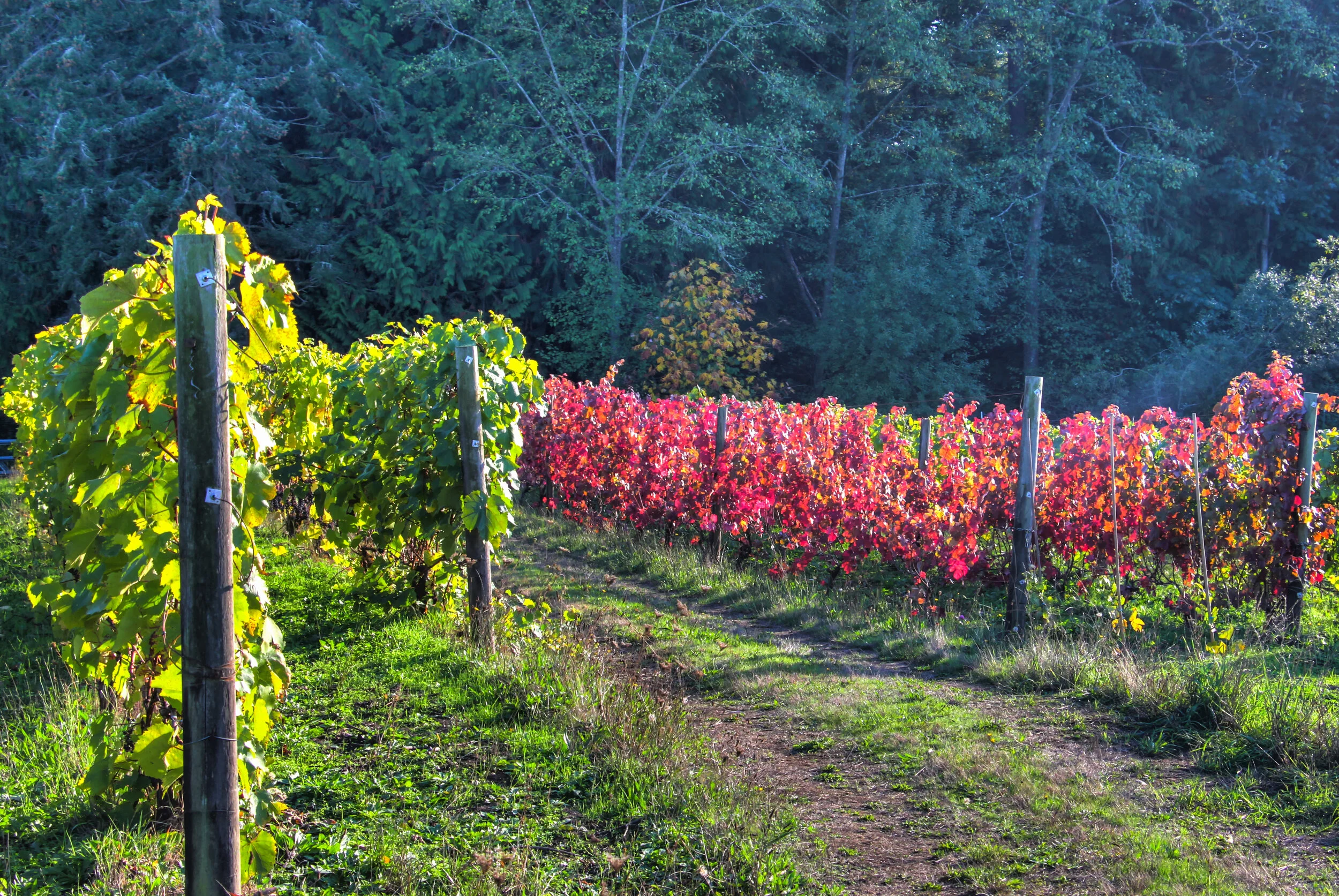 Bainbridge Vineyards 27.JPG