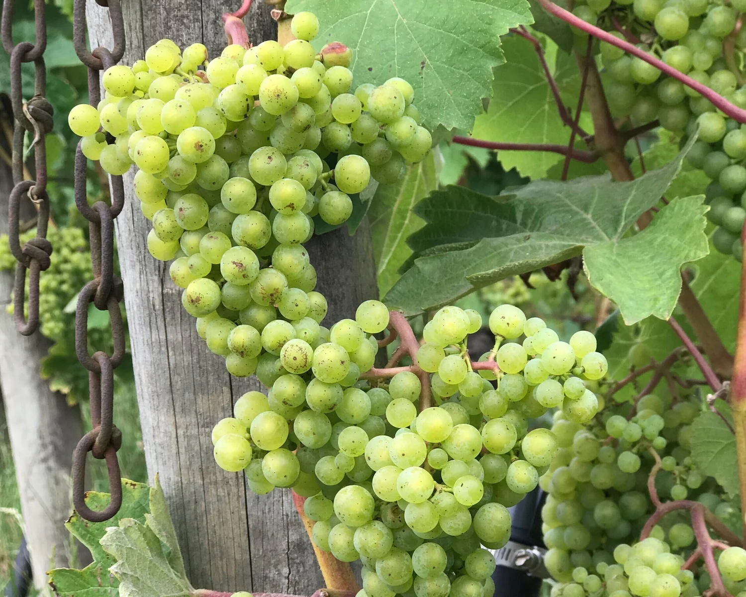 Bainbridge Vineyards