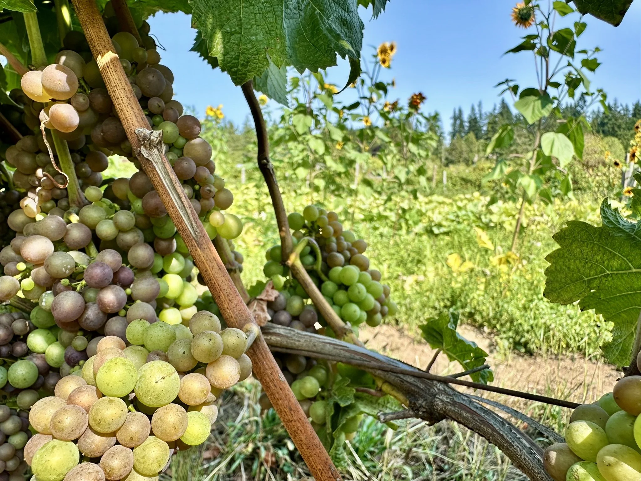 Earth Day Celebration