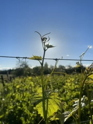 Summer Solstice Vineyard Tour