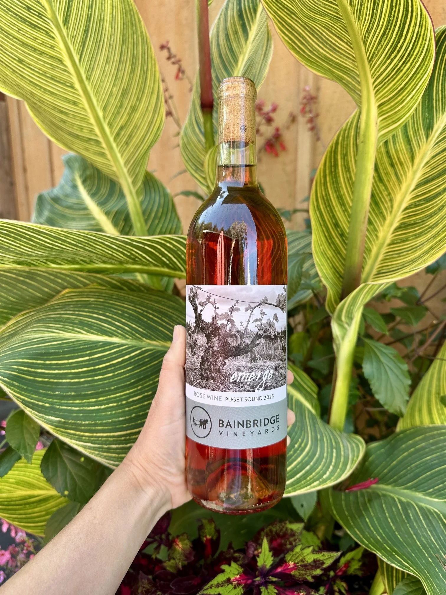Emerge Rosé 2025