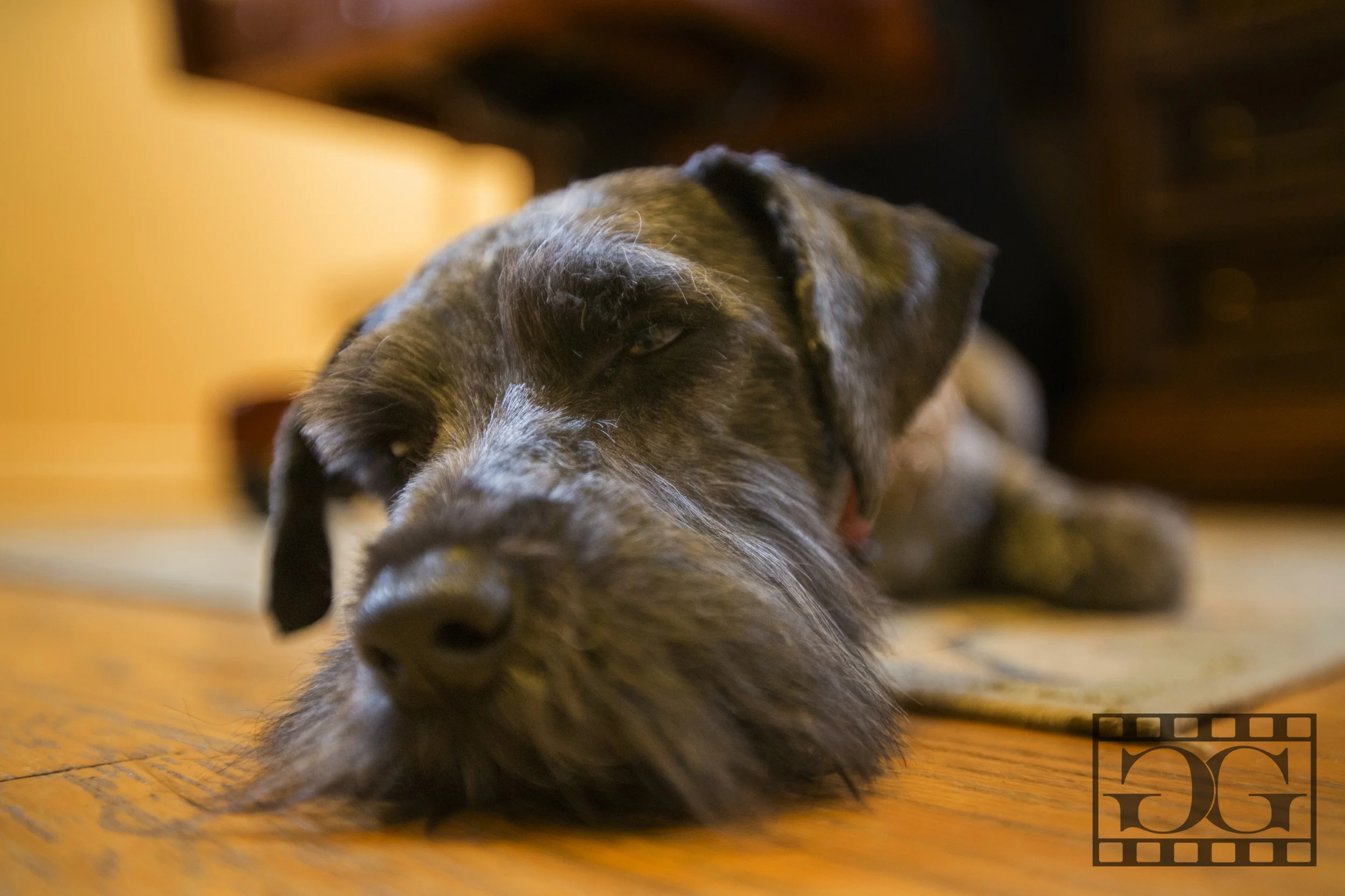 Animal Photography 01.jpg