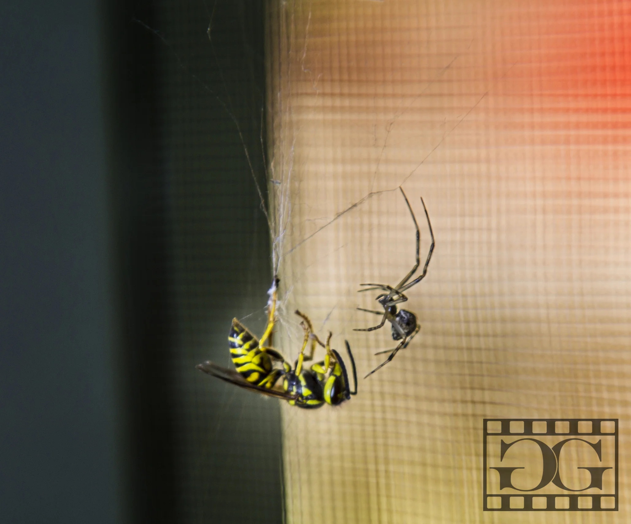 Insect Photography 01.jpg
