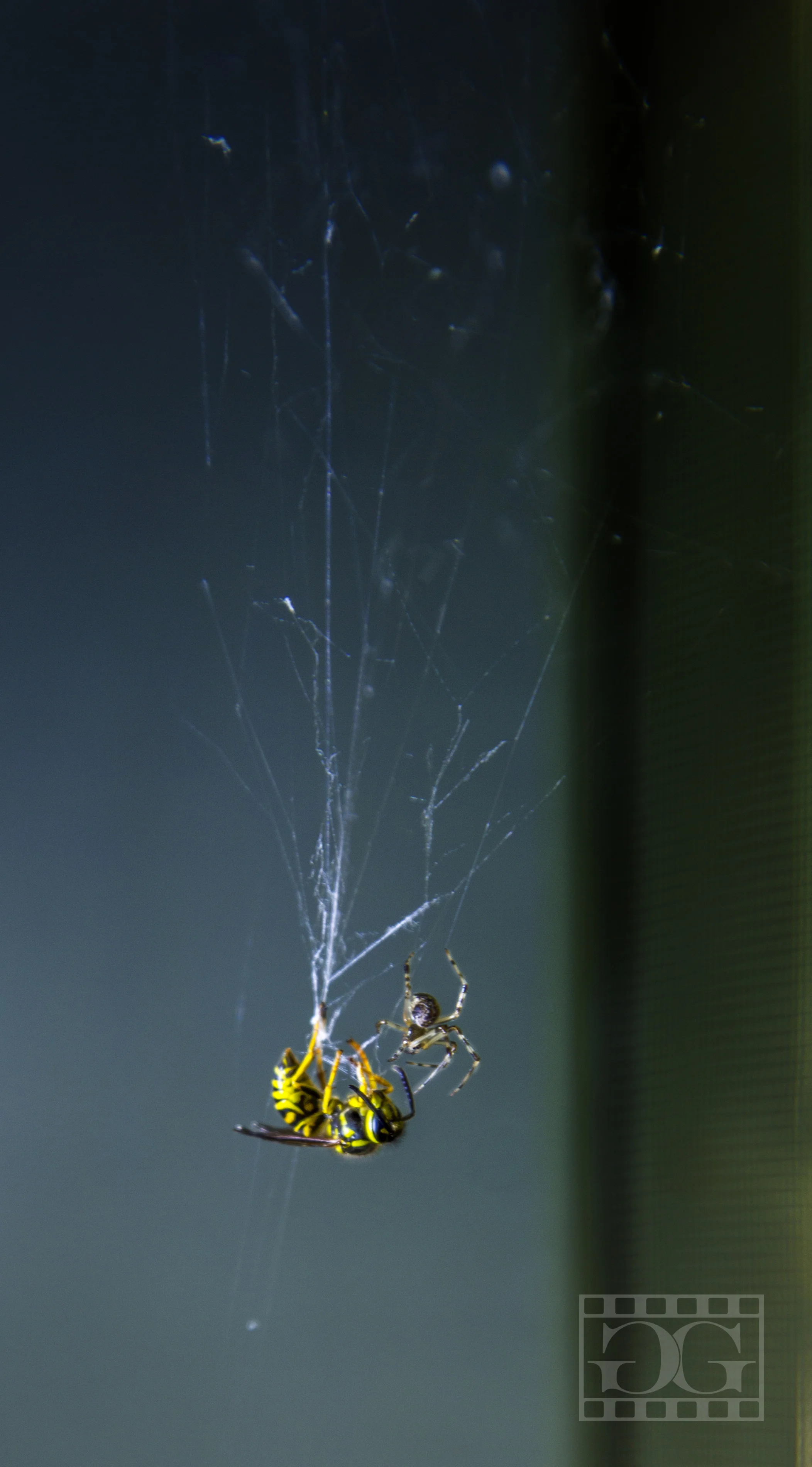 Insect Photography 02.jpg