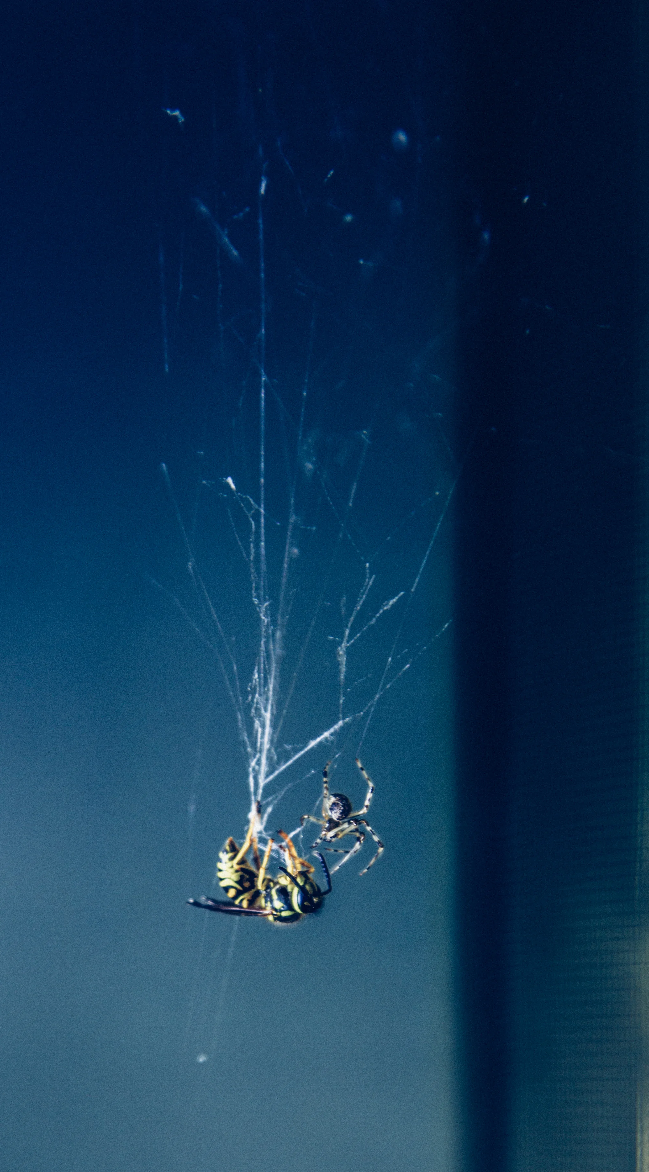 Bee vs Spider 2 edit.jpg