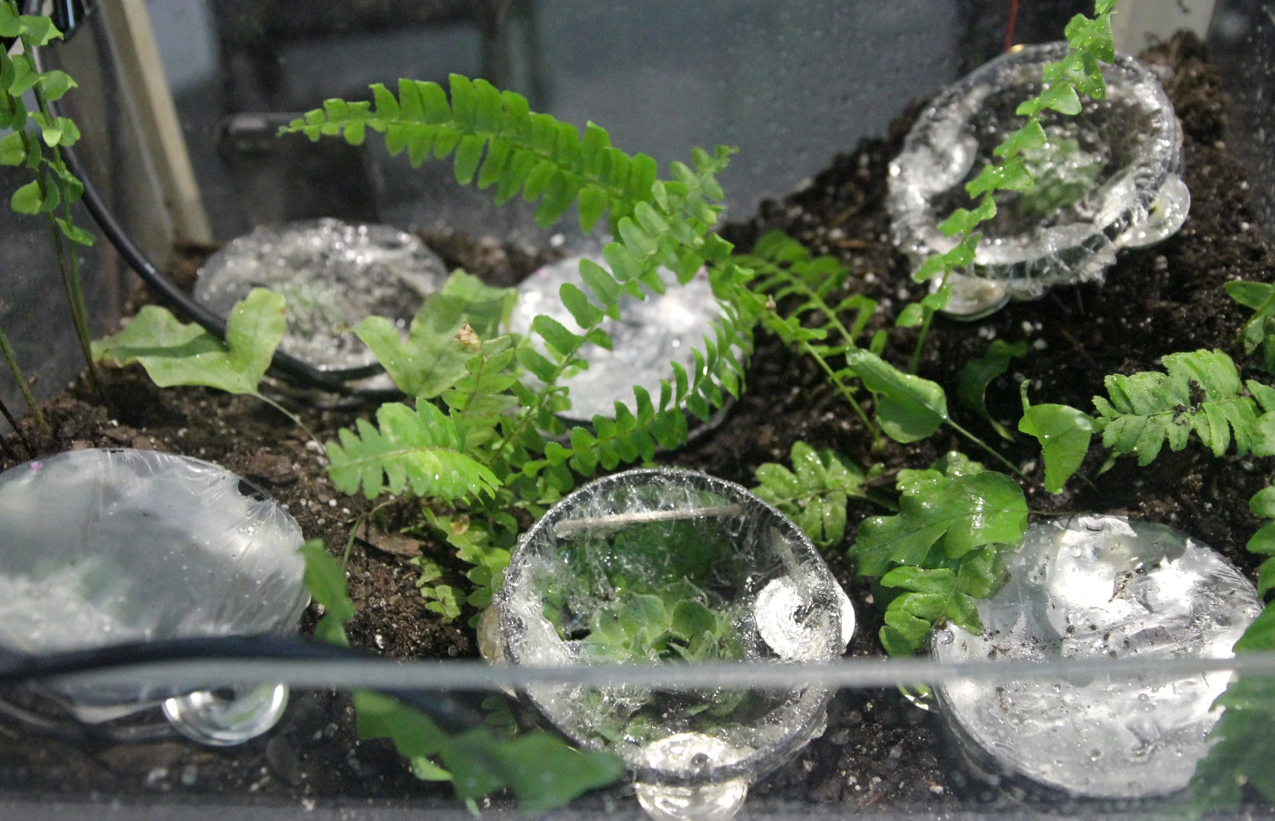 byo-four-inquiries-into-biological-design_23283963614_o.jpg