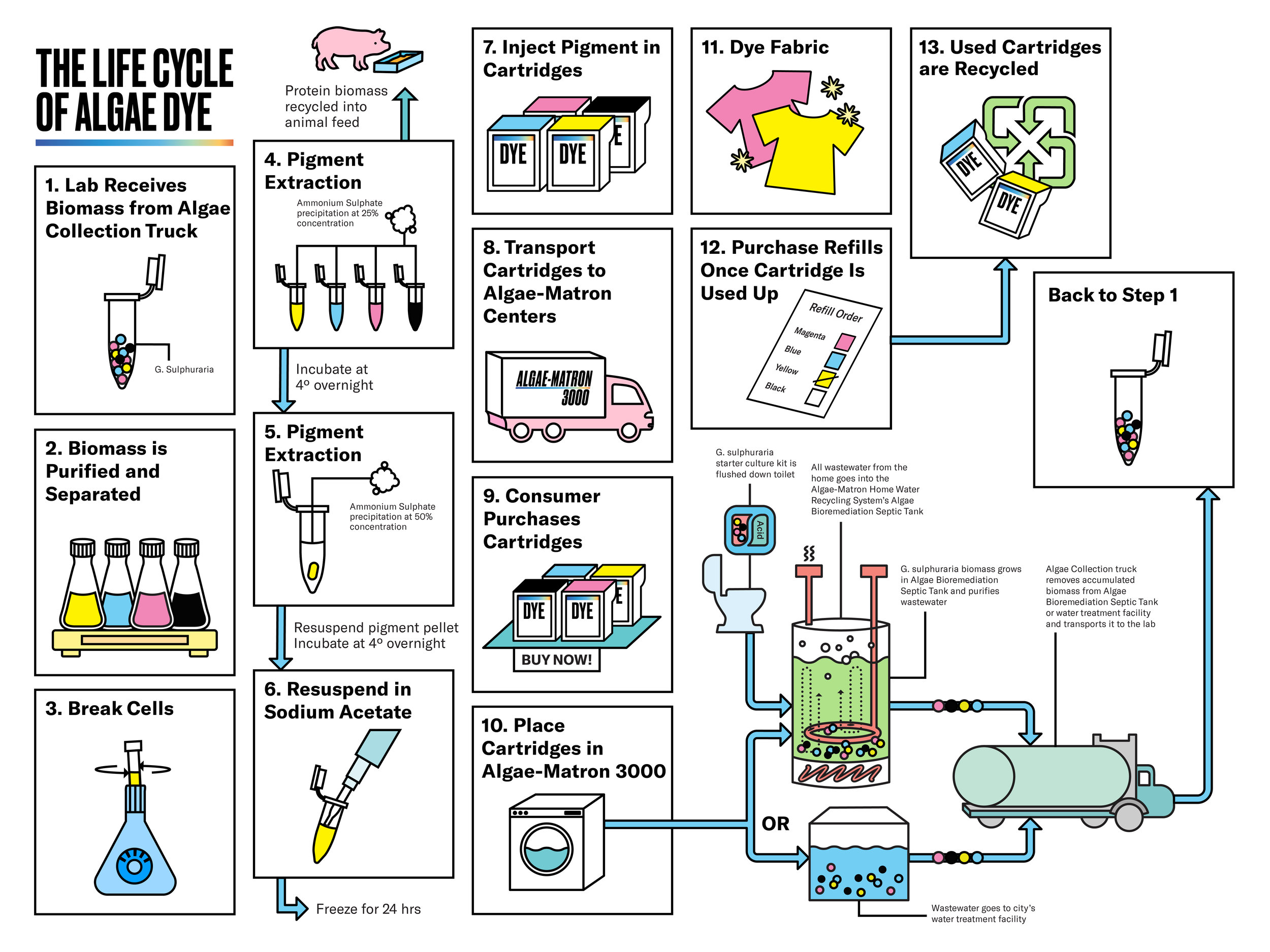 ALGAE_DYE_LIFE_CYCLE.jpg