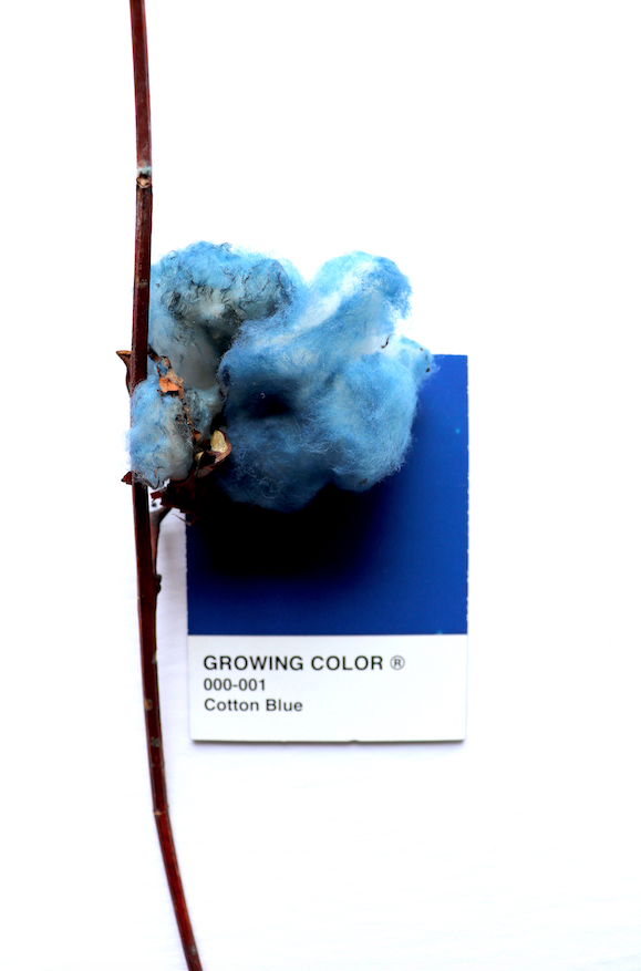 GROWING COLOR PROTOTYPES 1.png