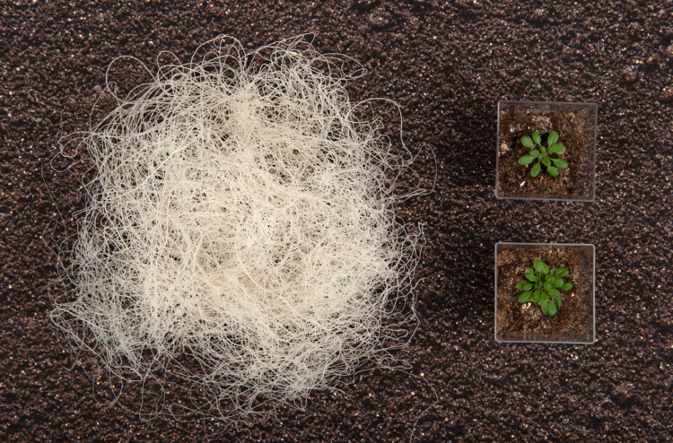 BDC 2019 Alumni Showcase their Projects in Toledo