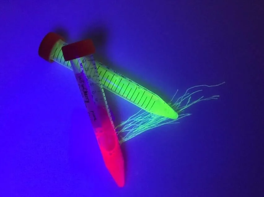 FIT Team is Finalist for 2020 Ray of Hope Prize