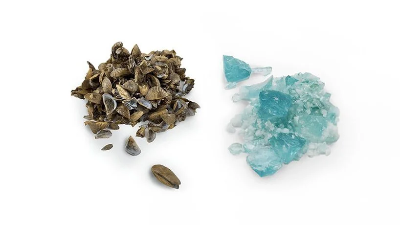 designboom: students use invasive species of mussels to create beautiful blue glass