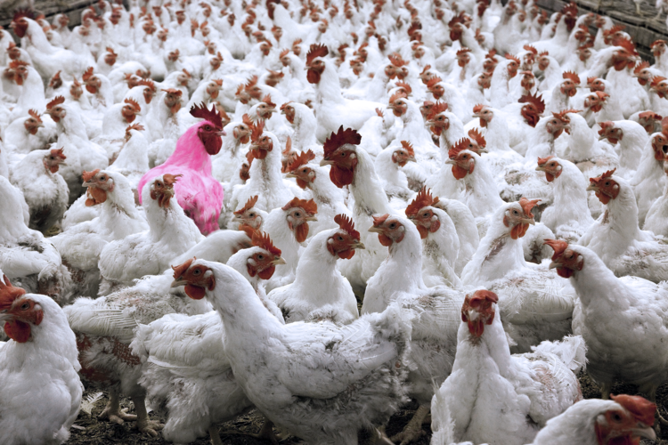 Next Nature News: Pink GM Chicken Marks Anthropocene