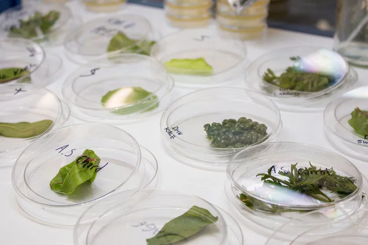 BDC Alumni Open Call for Biodesigned