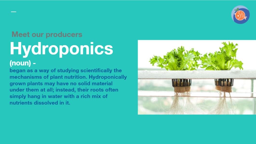 hydroponics.JPG