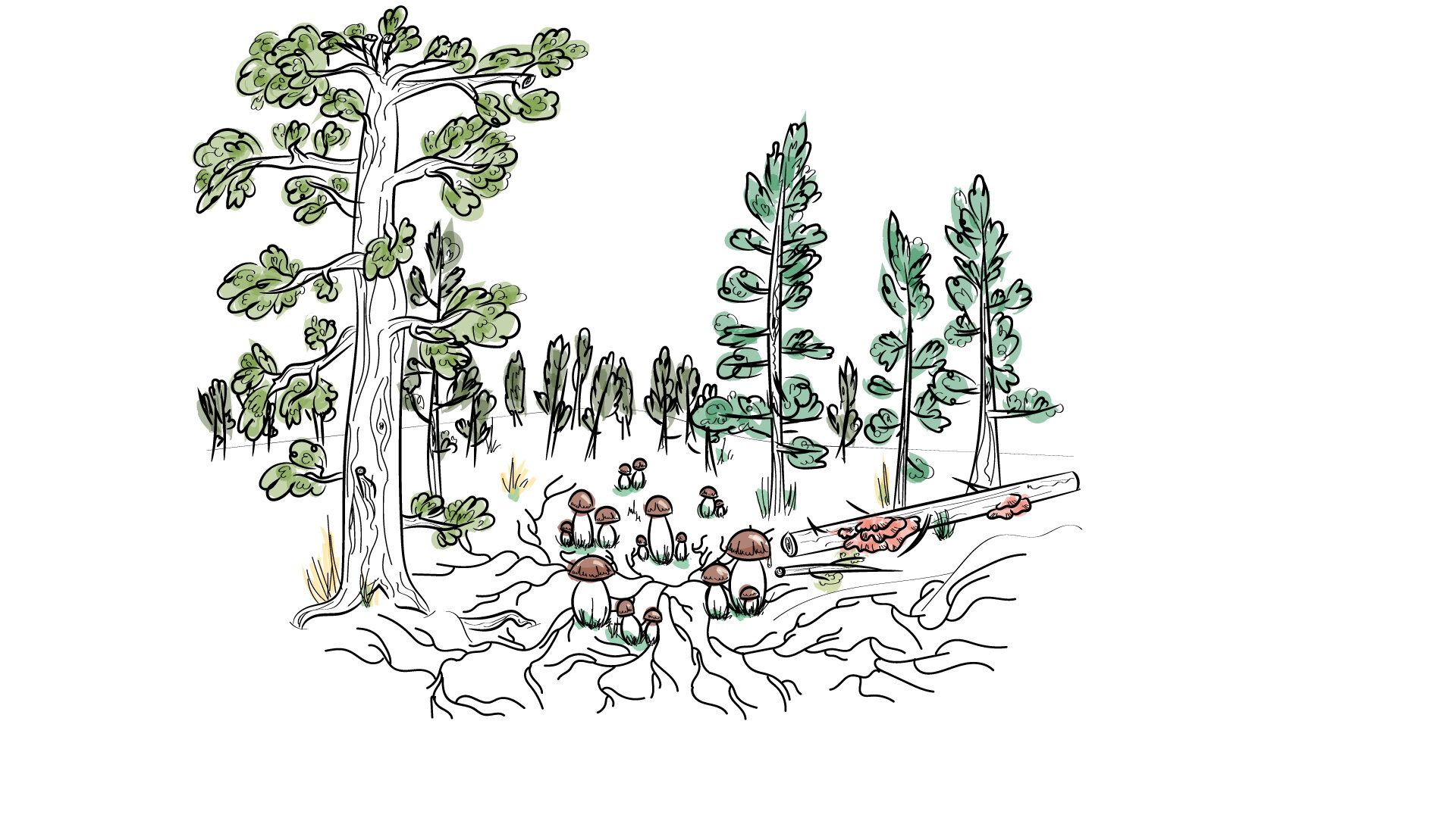 Mycelium-forest-coloured-2.jpg