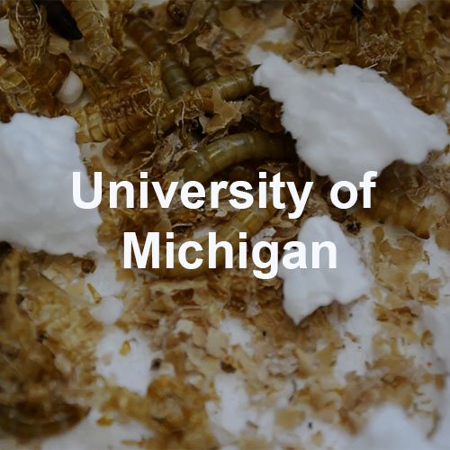 Uni of Michigan 2021.jpg