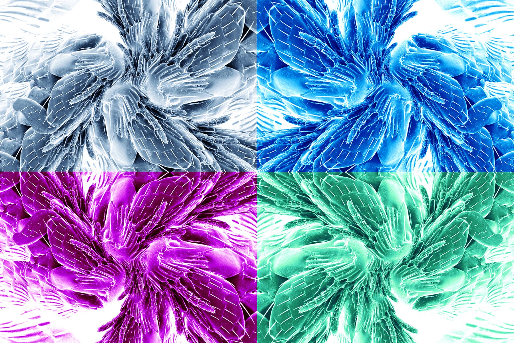 THRIVE Exhibition will Showcase Work at the Nexus of Art, Design, and Biology