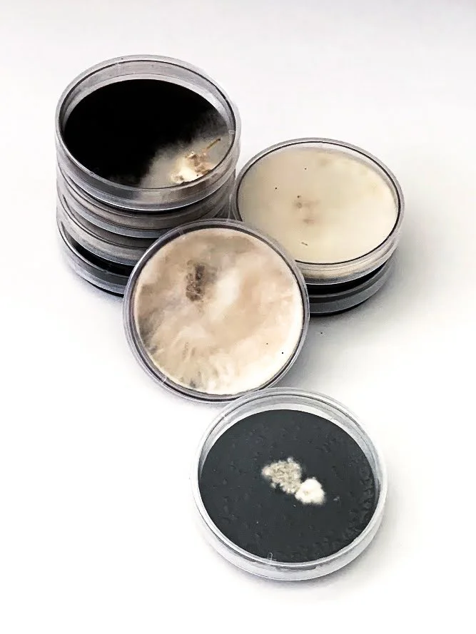 Next Nature Network: Cooking with mycelium
