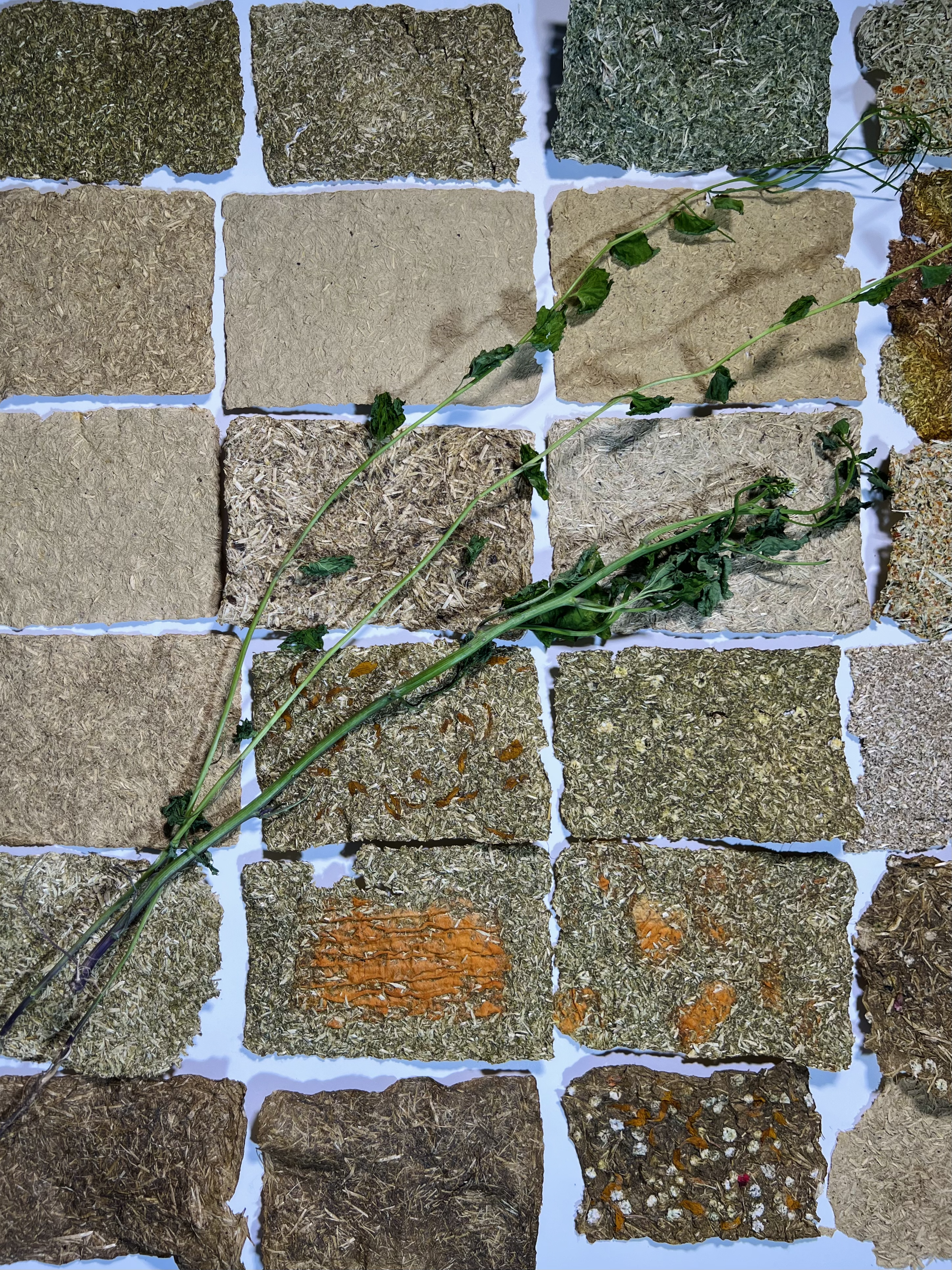 Copy of IMG_0561.png