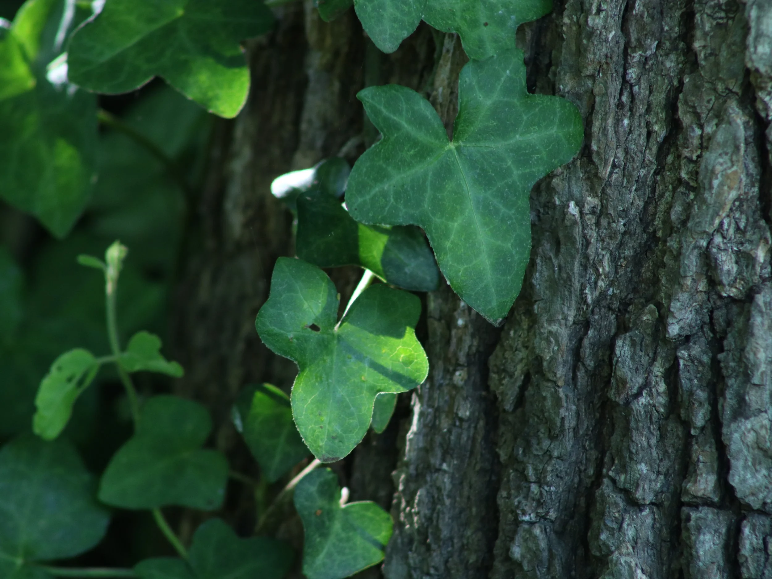 English ivy in nature.JPG