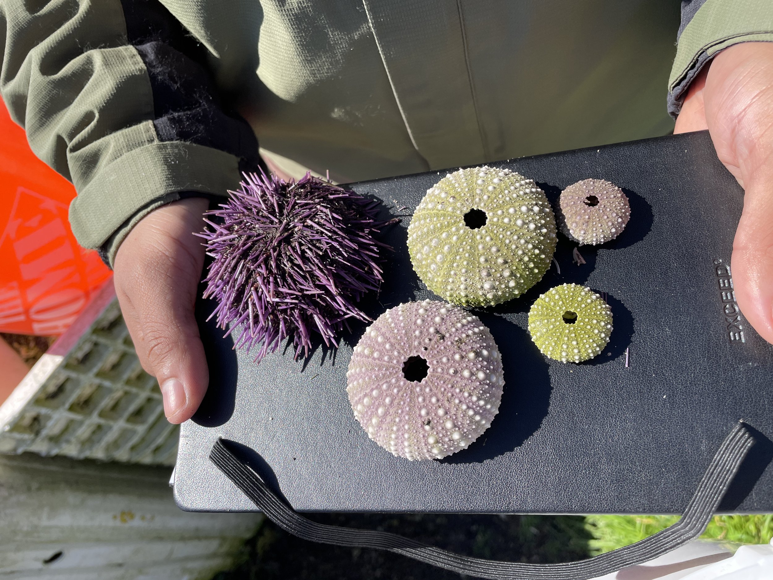 11_Fieldtrip_Urchins.JPG