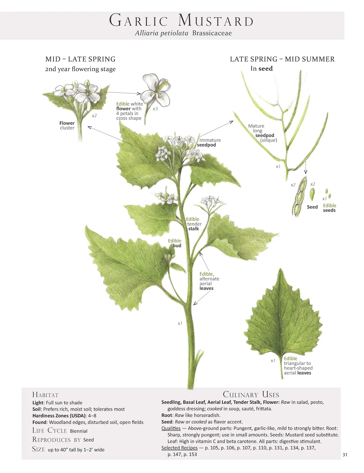 Garlic+Mustard-Allaria+petiolata+2.webp
