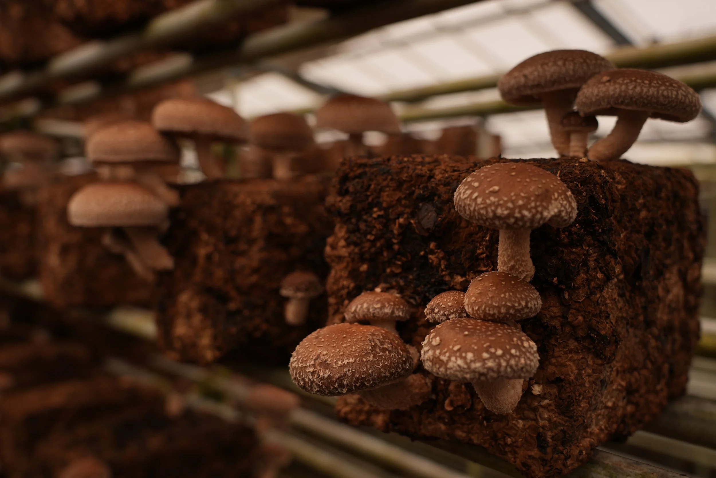 7. Mushroom from farm.jpg