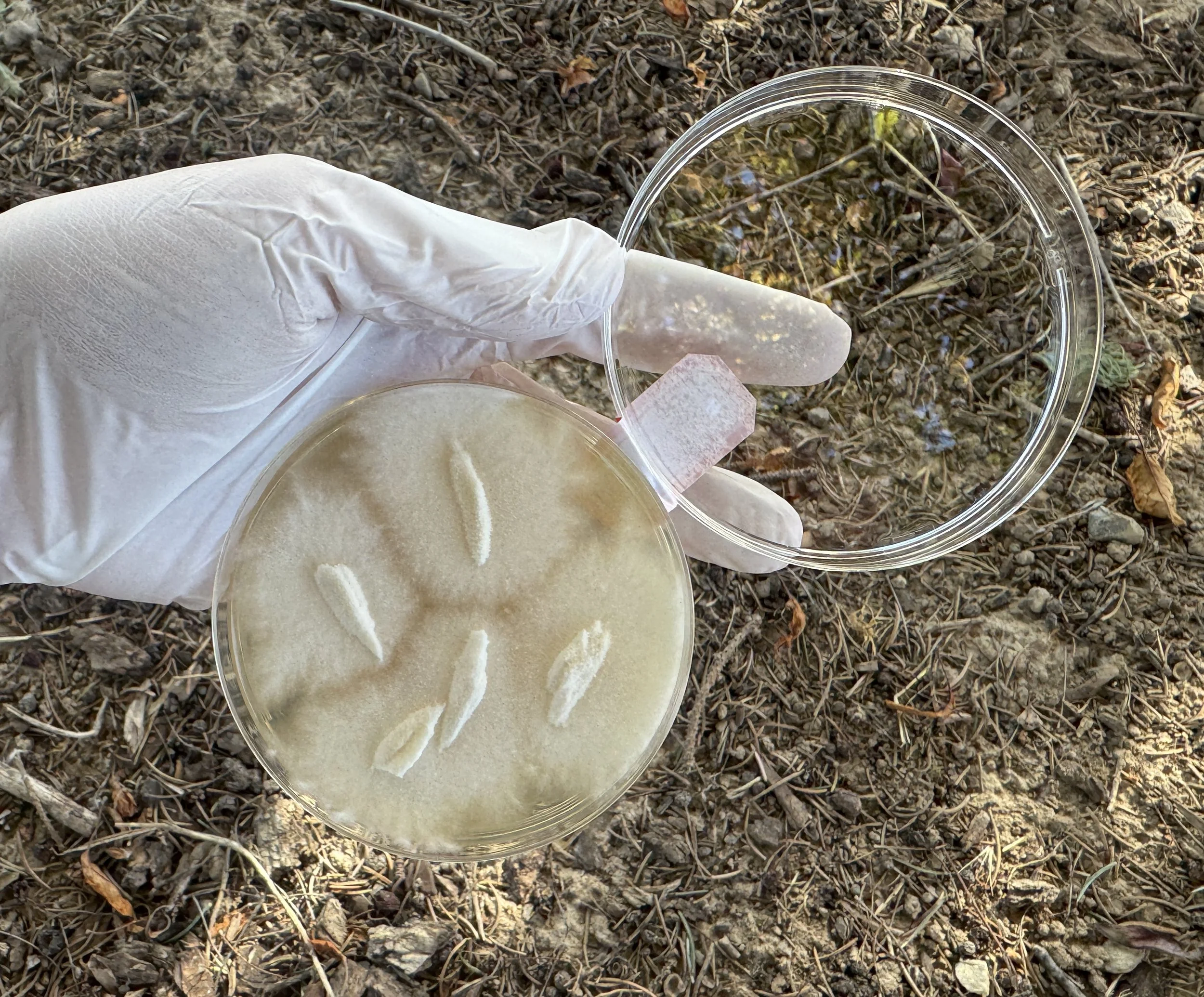 Oyster_Mycelium1.JPG