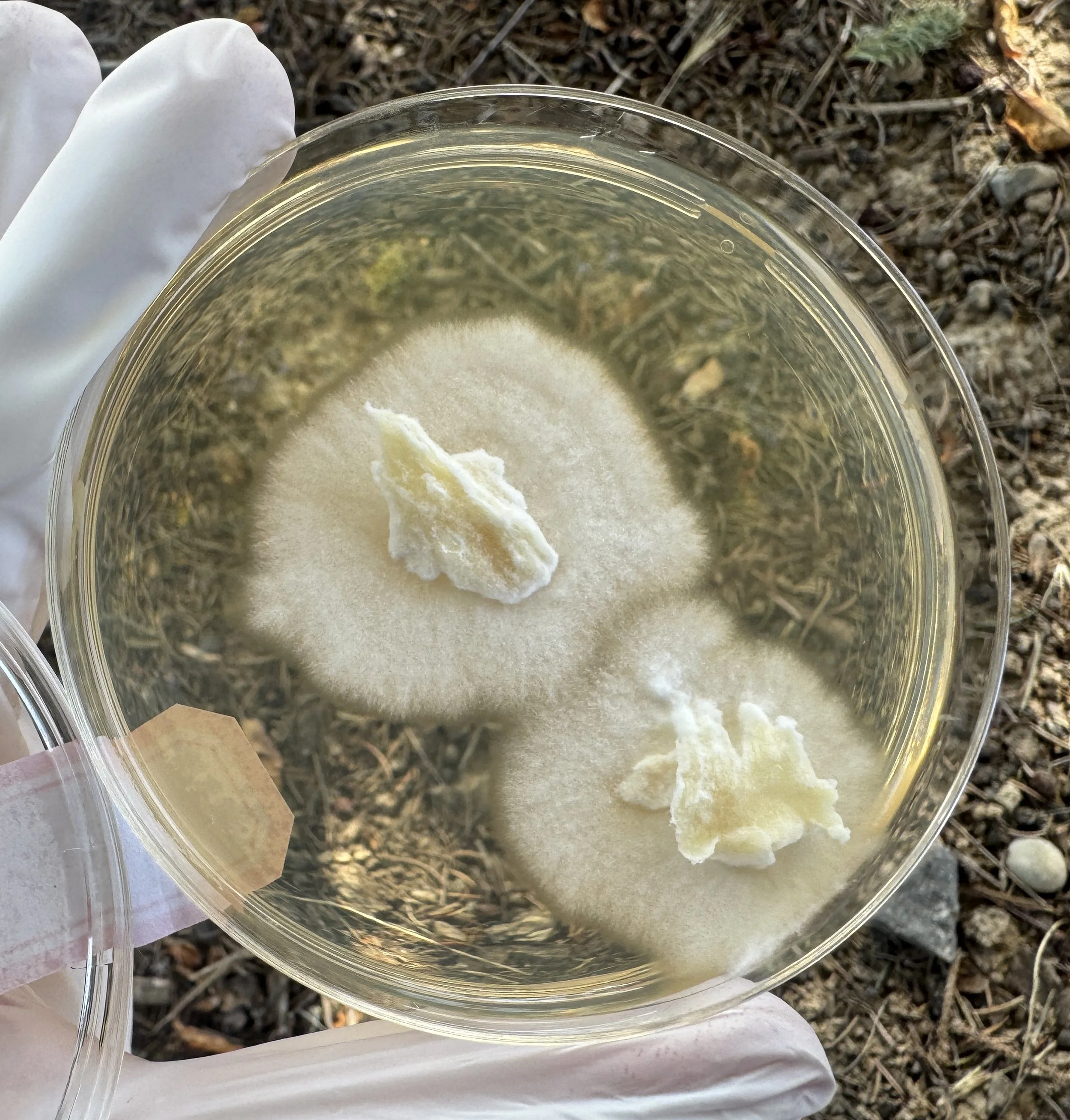 Oyster_Mycelium2.JPG