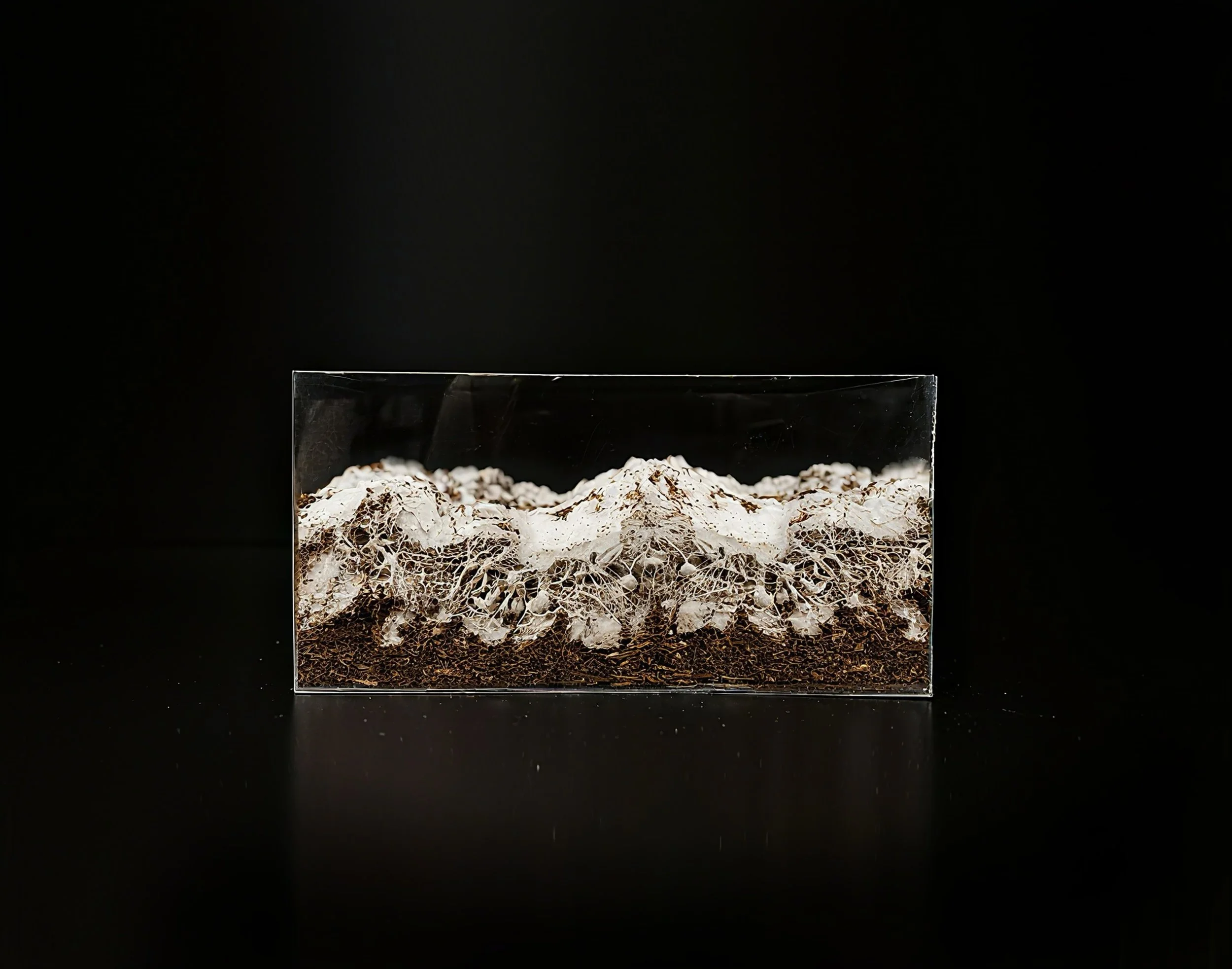 Mycelium Growth.jpg