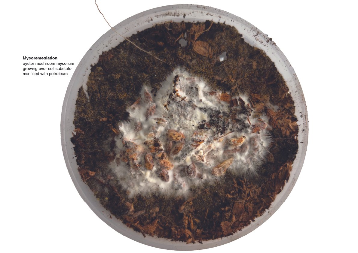 mycoremediation.jpg