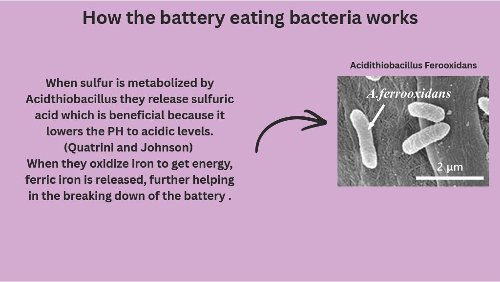 1785316247389-c506b069-ac2f-4620-a7dc-be22972b67ac Bacteria - Pinck P_9.jpg