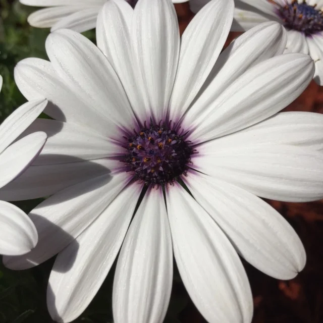 Purple/White Flower