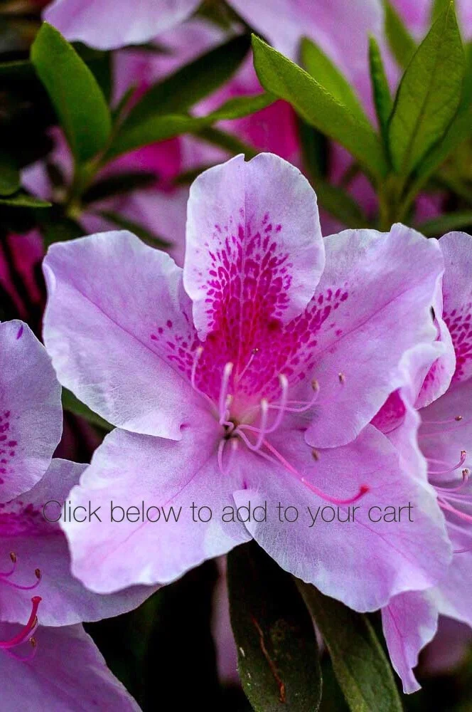 Azalea Purple Wallpaper
