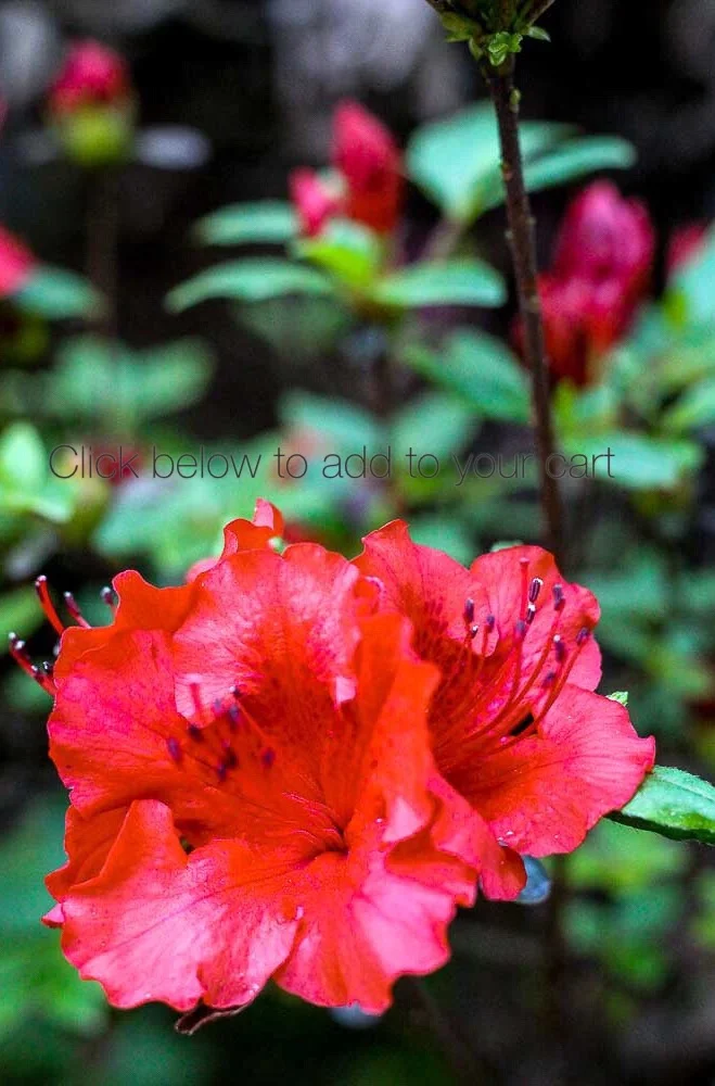 Red Azalea Wallpaper