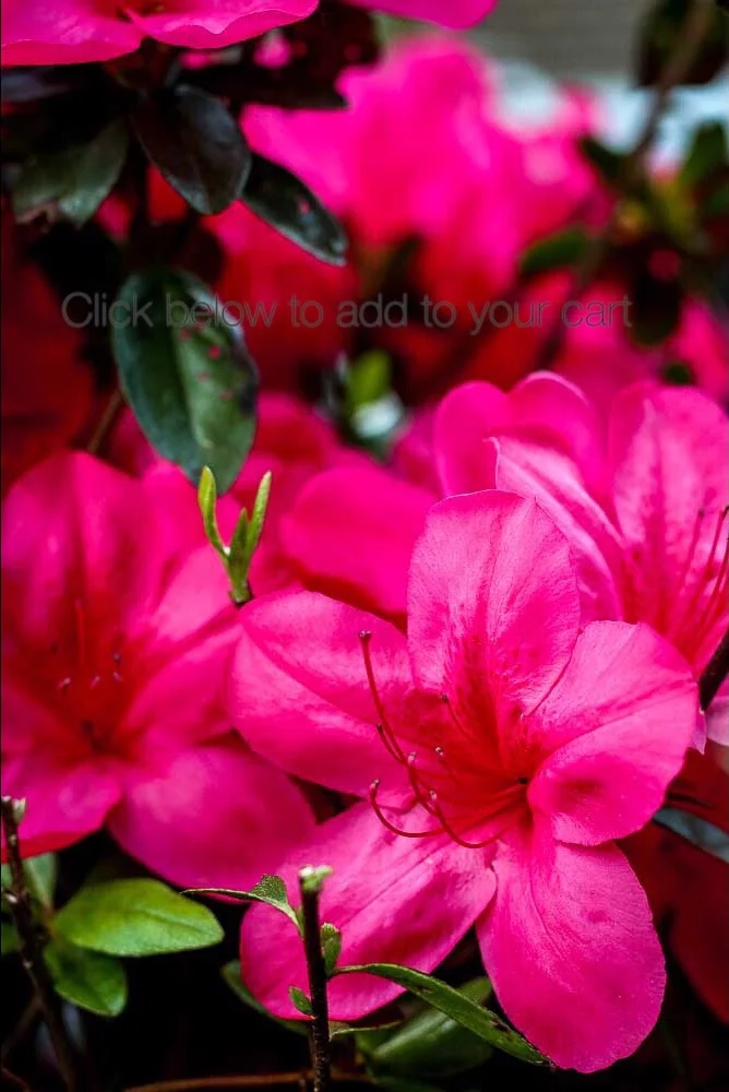 Red Azaleas Wallpaper