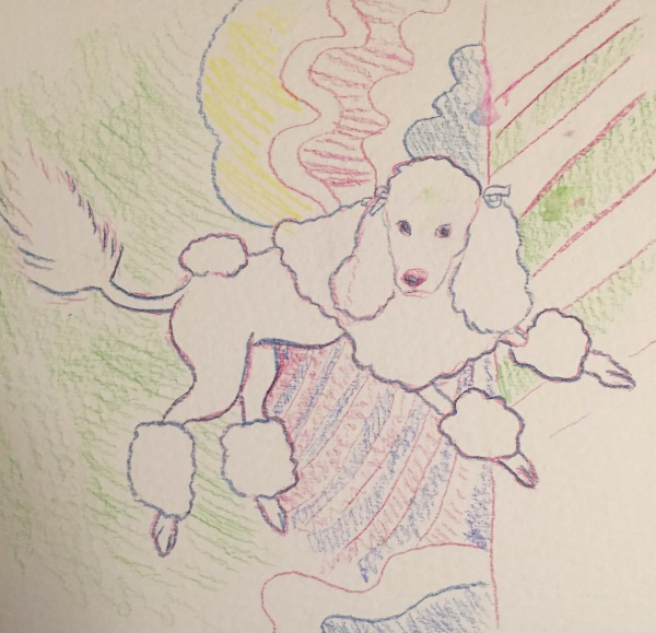 Geddy the Poodle watercolor pencil.png