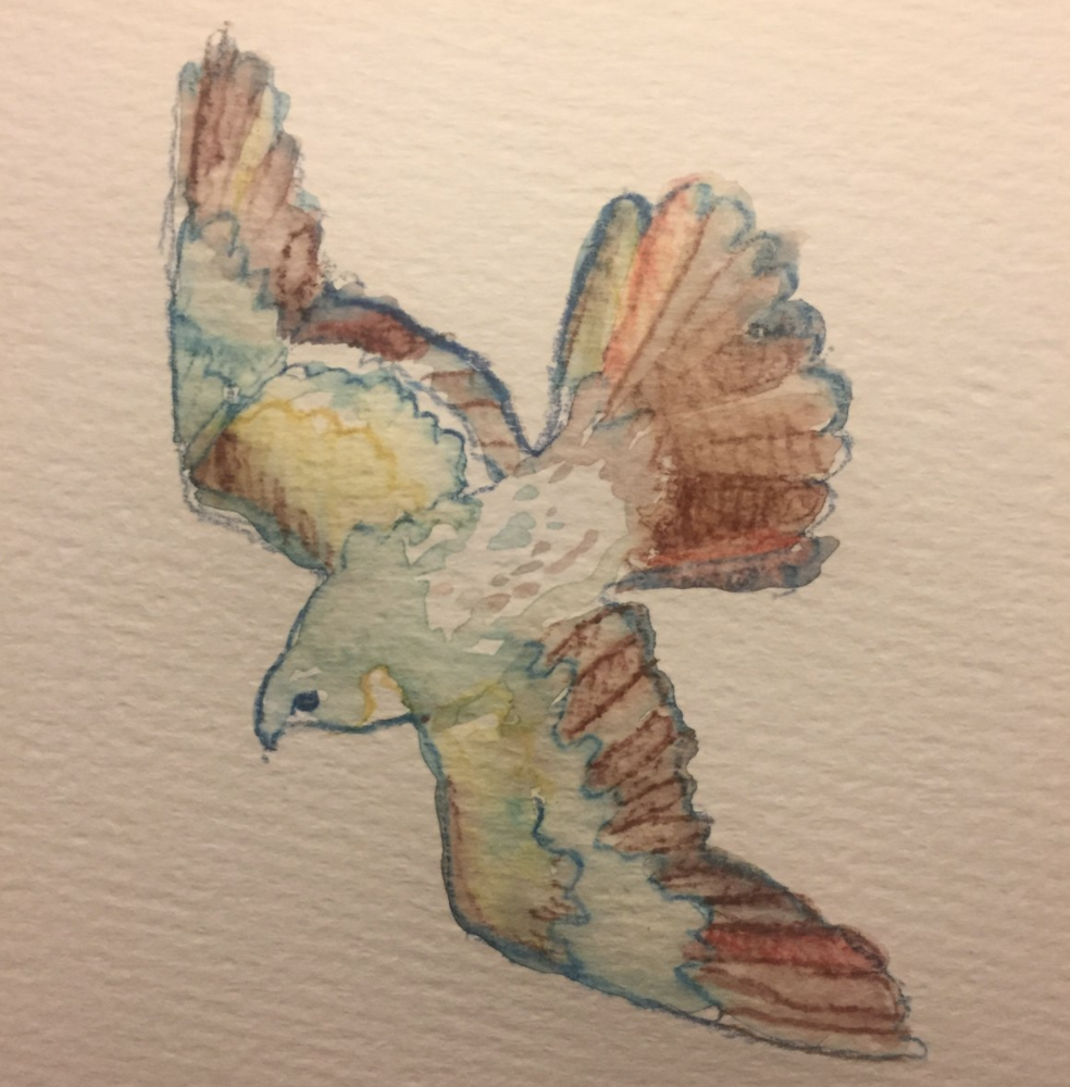 Falcon - Watercolor - Becky Jewell.png