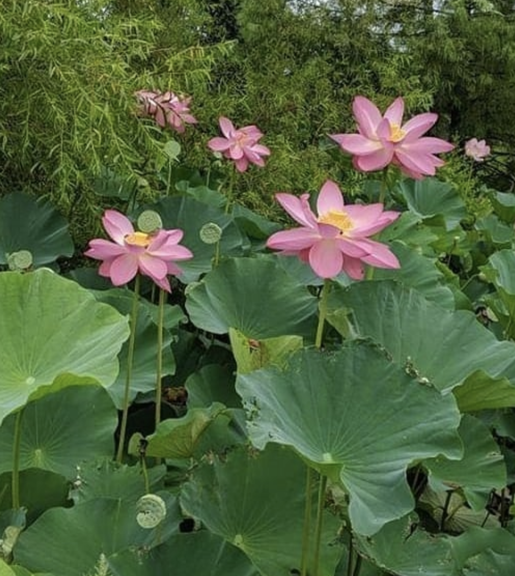 lotuses washington dc.png