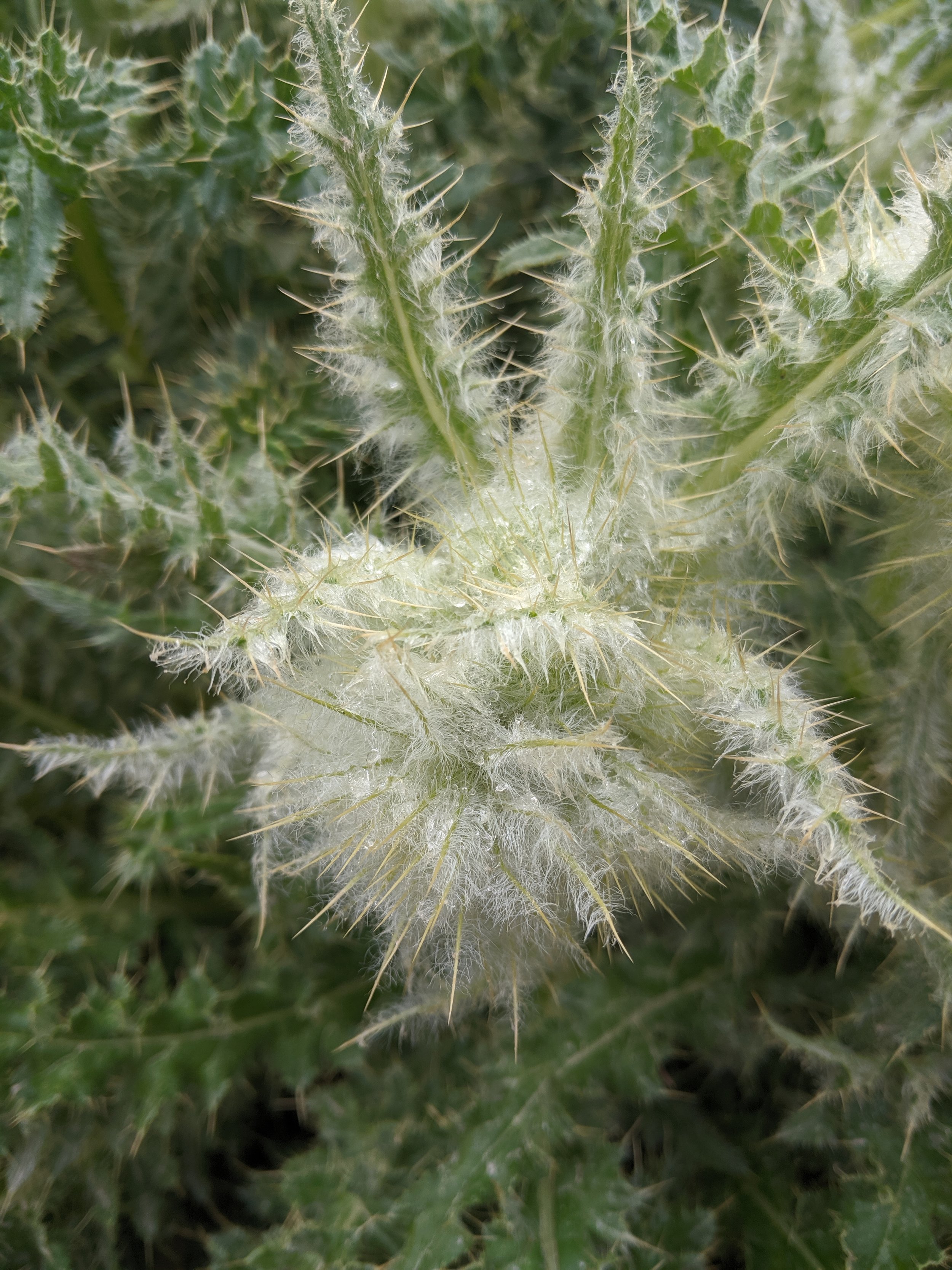 frosty balls thistle up close.jpg